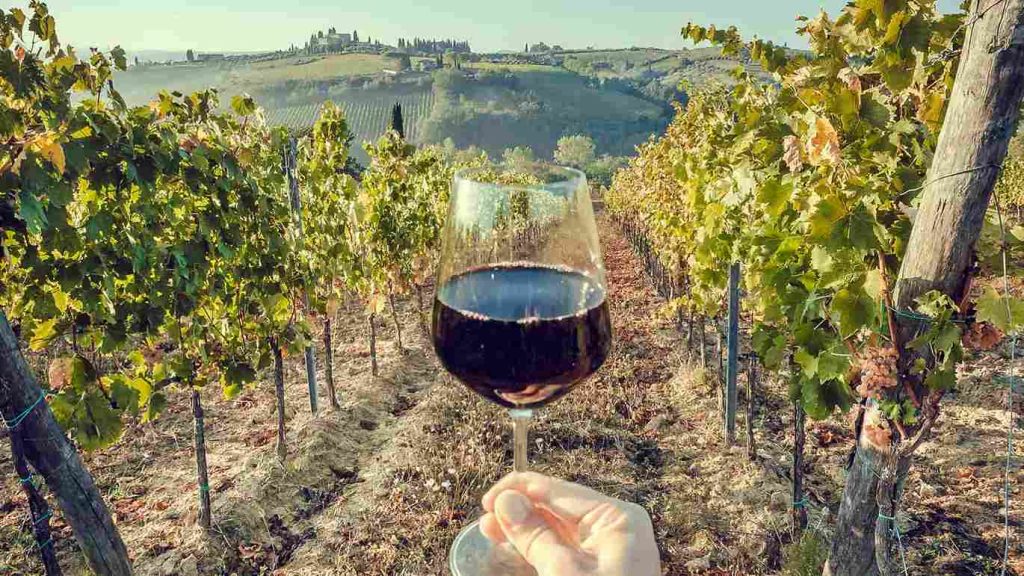 Tour a viñas por vendimias