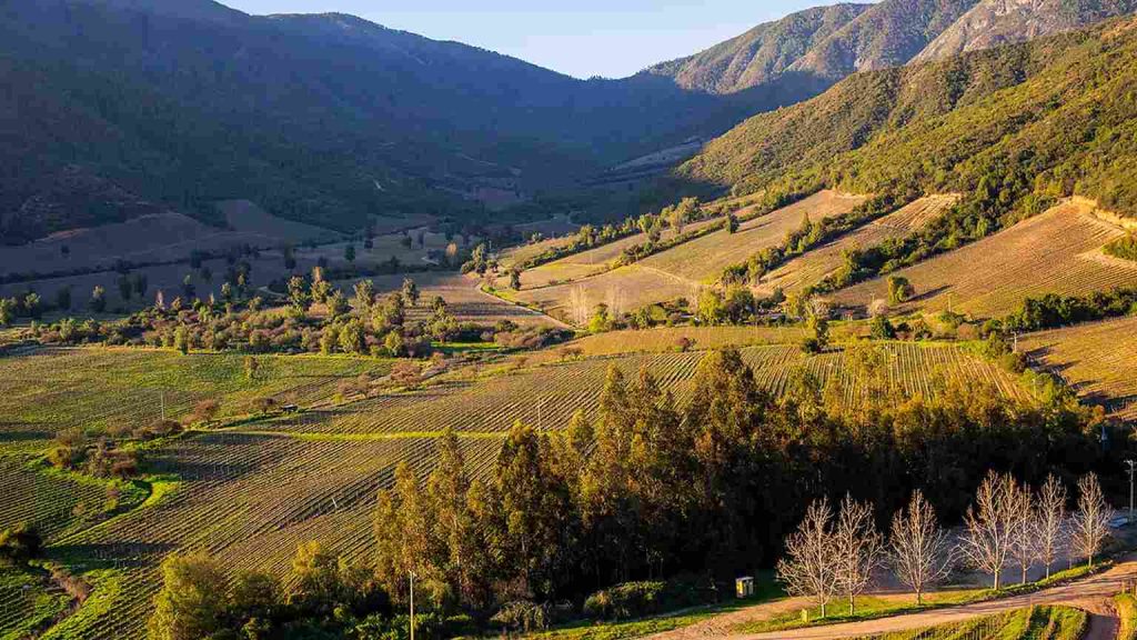 Vista de una viña del valle central