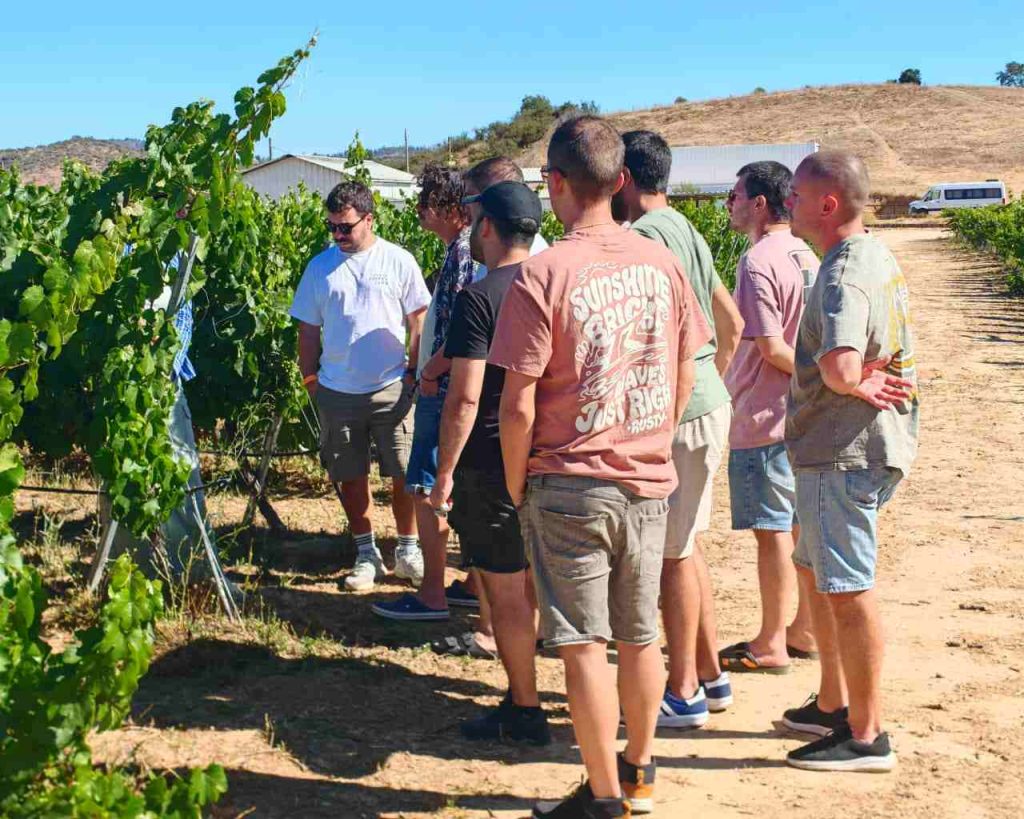 Tour a las viñas del valle central de Chile